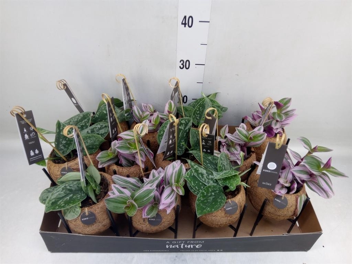 <h4>Planten Groen ...mix 3</h4>