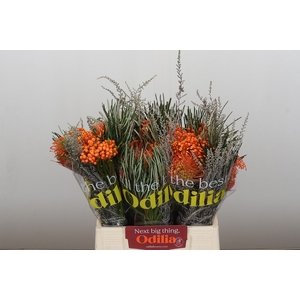 BQ Nutans Cordifolium SFB