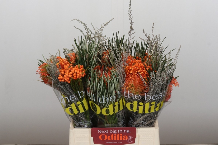 <h4>BQ Nutans Cordifolium SFB</h4>
