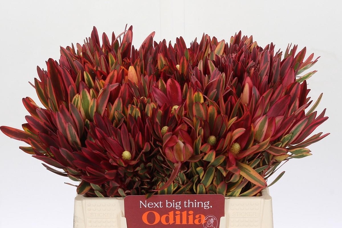 <h4>Leucadendron Jester</h4>