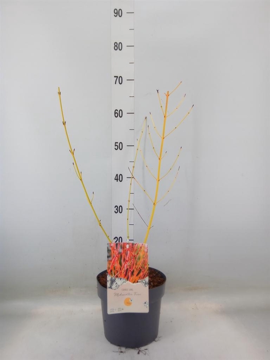 <h4>Cornus sanguinea 'Midwinter Fire'</h4>