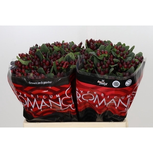 Hypericum Rocky Romance