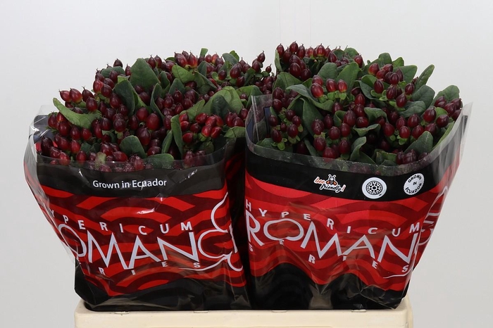 <h4>Hypericum Rocky Romance</h4>