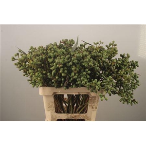 Euc Berry Clock Per Bunch