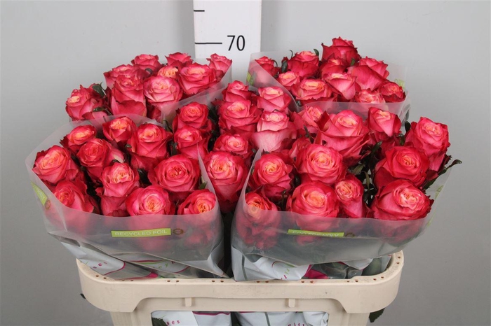 <h4>R Gr Mai Tai</h4>