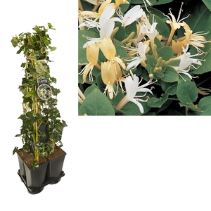 1 m. privacy mix Hedera + Clematis 'Hall's Prolific' +label