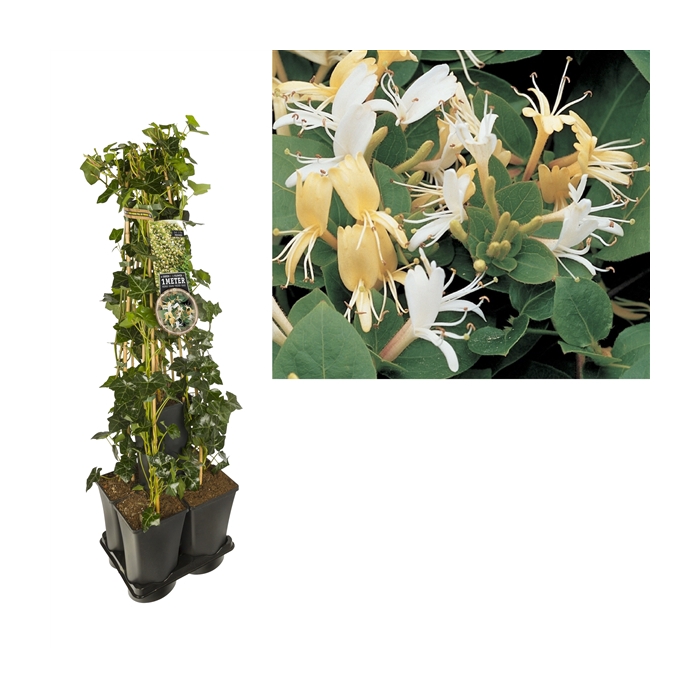 <h4>1 m. privacy mix Hedera + Clematis 'Hall's Prolific' +label</h4>