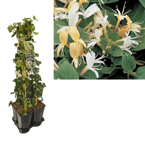 1 m. privacy mix Hedera + Clematis 'Hall's Prolific' +label