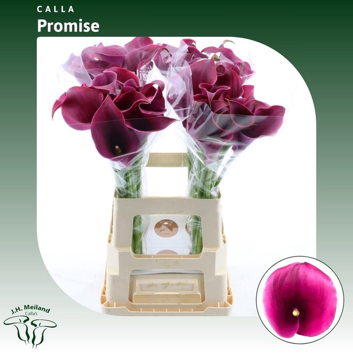 <h4>Calla Promise</h4>