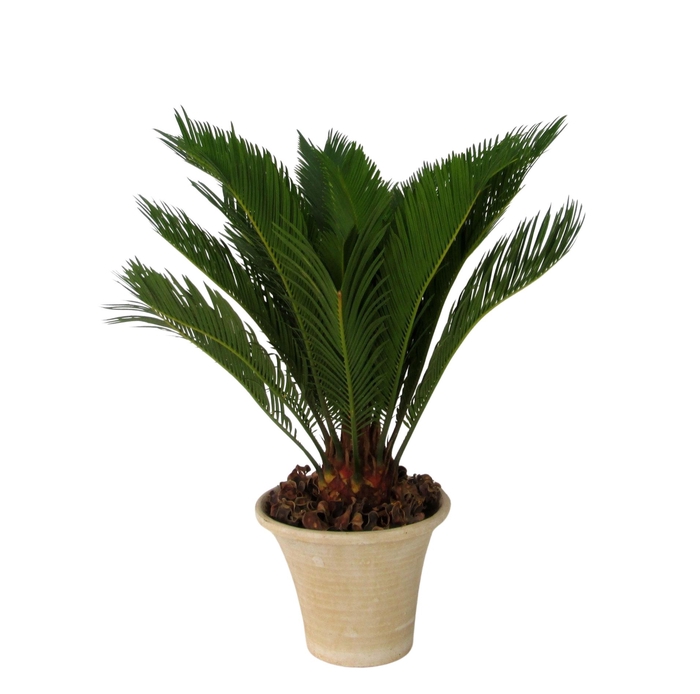 <h4>CYCAS REVOLUTA</h4>