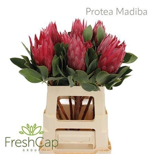 Protea Madiba
