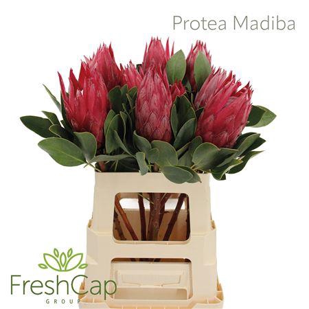<h4>Protea Madiba</h4>