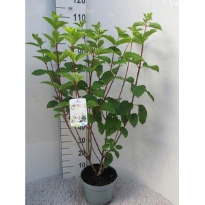 Hydrangea pan. Silver Dollar 40-50 P23 C5