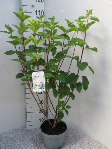 <h4>Hydrangea pan. Silver Dollar 40-50 P23 C5</h4>