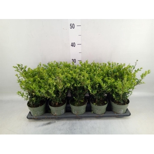 Ilex crenata 'Jenny'