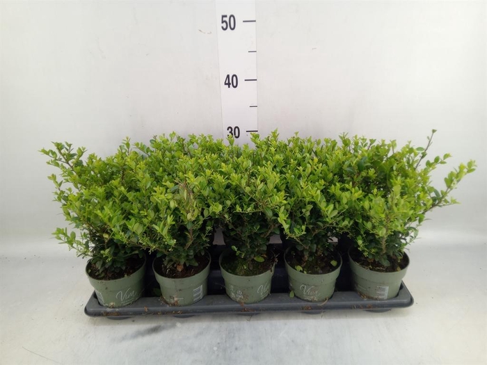 <h4>Ilex crenata 'Jenny'</h4>