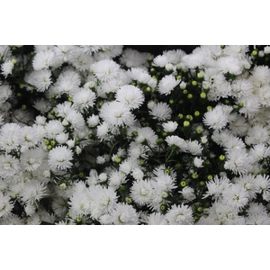 ASTER DOBRADO BRANCO