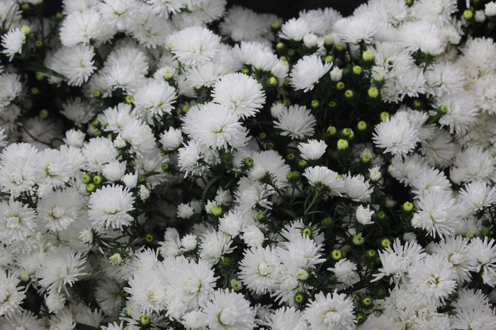 <h4>ASTER DOBRADO BRANCO</h4>