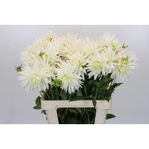 DAHLIA DAHLIA TUTU
