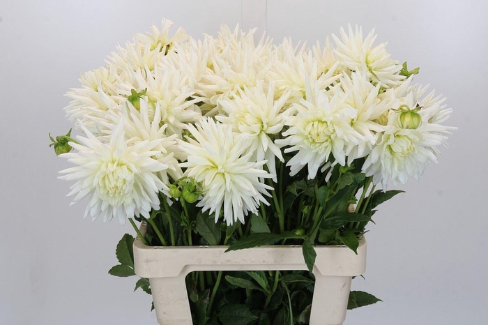 <h4>DAHLIA DAHLIA TUTU</h4>