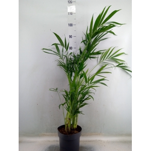 Chamaedorea cataractarum