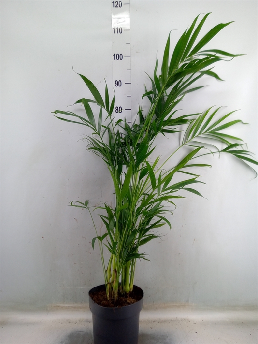 <h4>Chamaedorea cataractarum</h4>