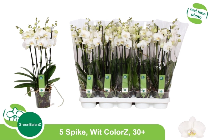 <h4>PHAL OV WIT</h4>