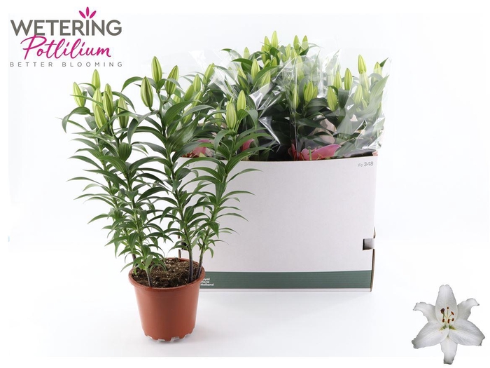 <h4>arr8 Lil Or Sun Bahamas</h4>