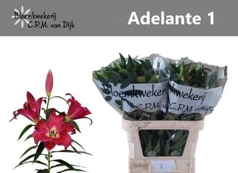 <h4>LI OT ADELANTE</h4>