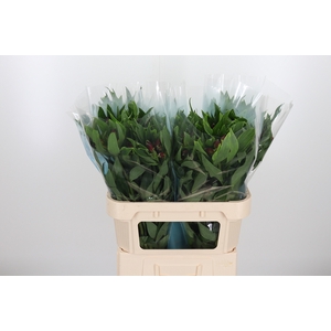 Alstroemeria Rockstar 75 Gram