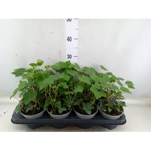 Hedera hibernica
