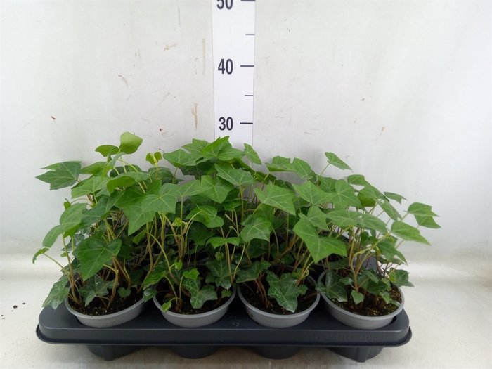 <h4>Hedera hibernica</h4>