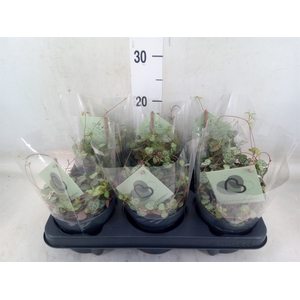 Ceropegia woodii ssp. woodii