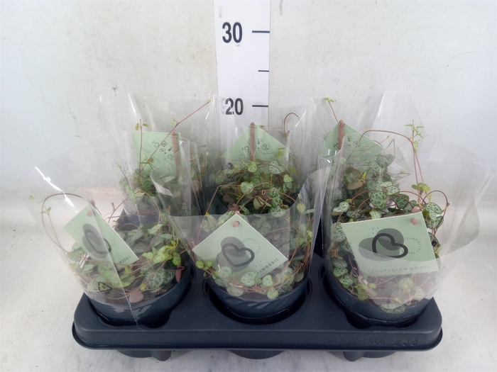<h4>Ceropegia woodii ssp. woodii</h4>