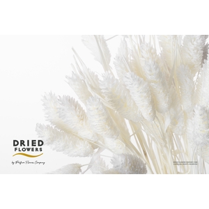 Dried Bleached Phalaris