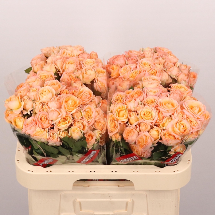 <h4>R TR NAMASKAR</h4>