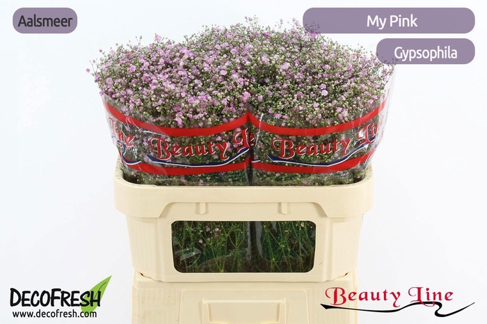 <h4>GYPS PA MY PINK</h4>