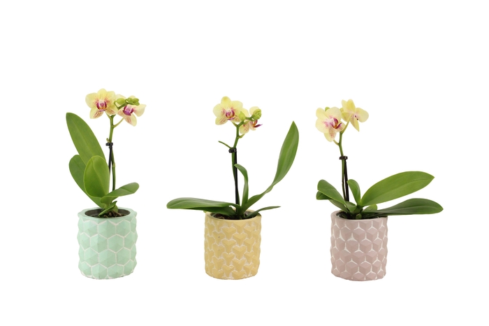 <h4>3D Keramiek Tiny Dolls Geel 1T7+ Aqu@</h4>