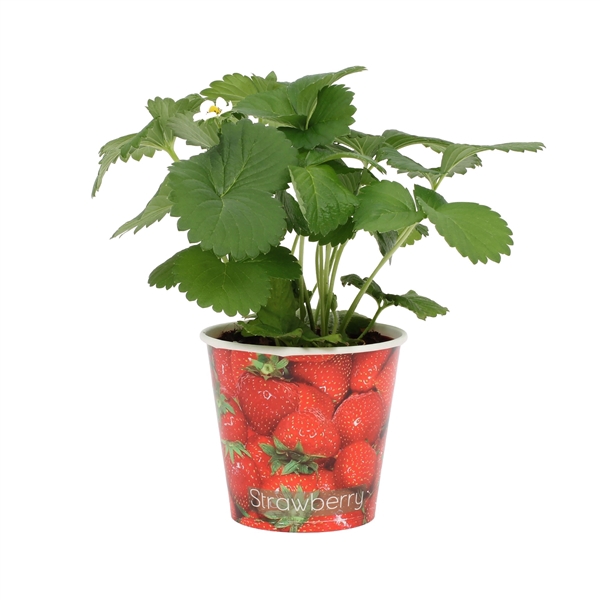 <h4>Fragaria Beltran 12cm - Beker Aardbei</h4>