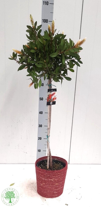 <h4>CALLIS CI SPLENDENS</h4>