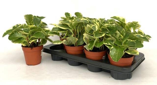 <h4>PEP OBT VARIEGATA</h4>