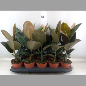 Ficus elastica 'Robusta'