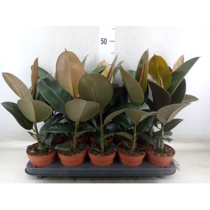 Ficus elastica 'Robusta'