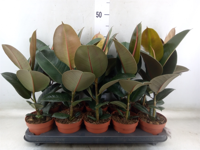 <h4>Ficus elastica 'Robusta'</h4>