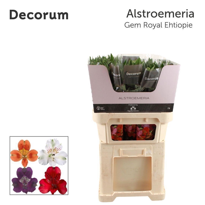 <h4>ALSTR GEM IN FUST Royal (Eth)</h4>