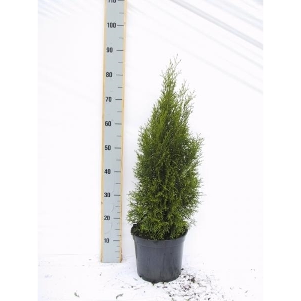 <h4>Thuja occidentalis 'Smaragd'</h4>