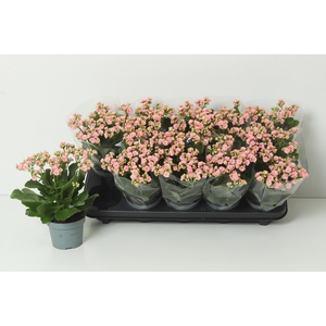 KAL GE PERFECTA PINK