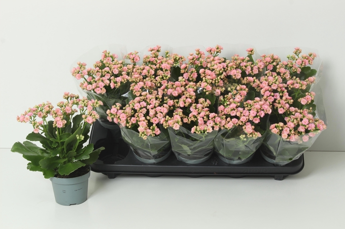 <h4>KAL GE PERFECTA PINK</h4>