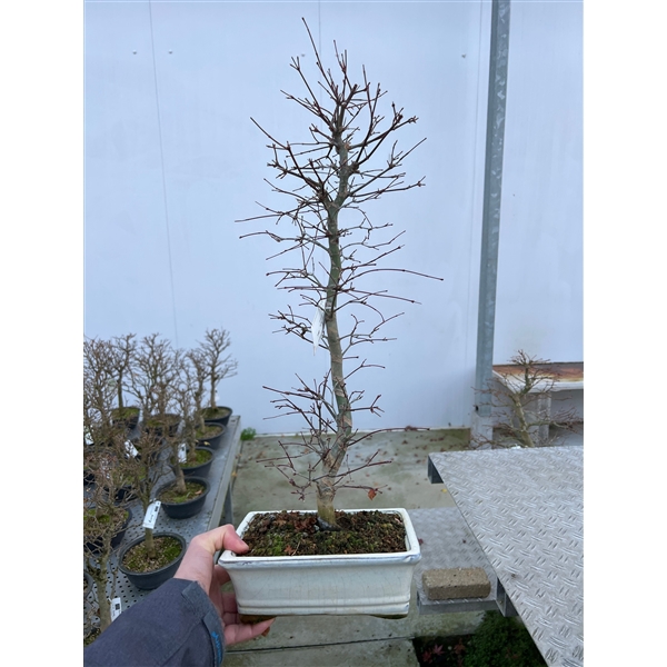 <h4>Acer palmatum deshojo</h4>