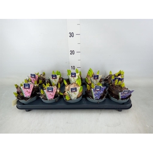 Hyacinthus orie. 'Multifl' ..mix 3